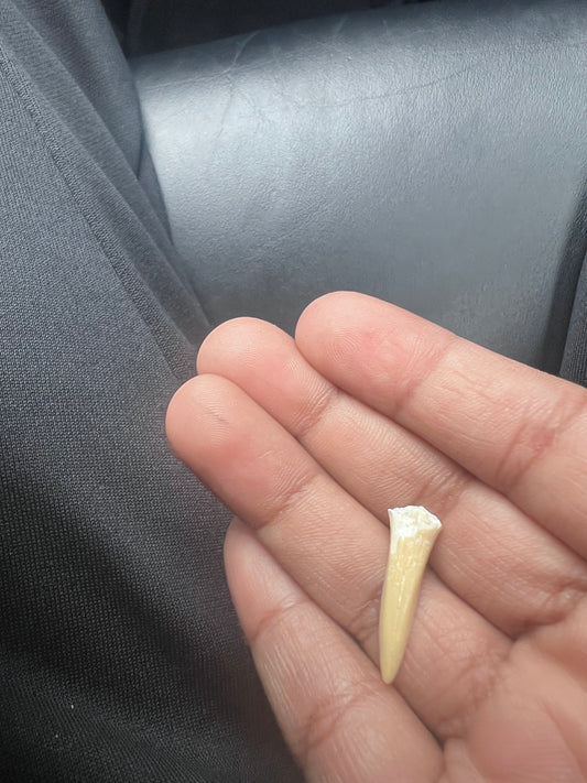 Shark tooth